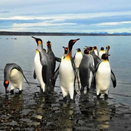 Penguins mit King-Size-Bett